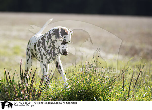 Dalmatian Puppy / NS-06699
