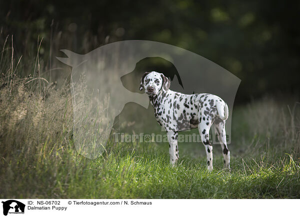 Dalmatiner Welpe / Dalmatian Puppy / NS-06702