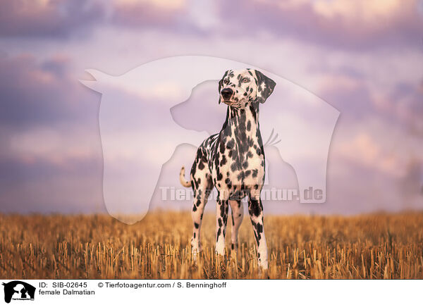 female Dalmatian / SIB-02645