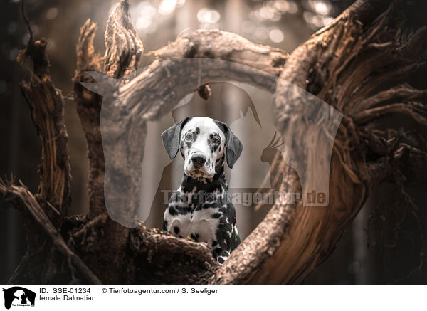 female Dalmatian / SSE-01234