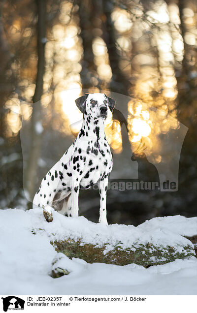 Dalmatian in winter / JEB-02357