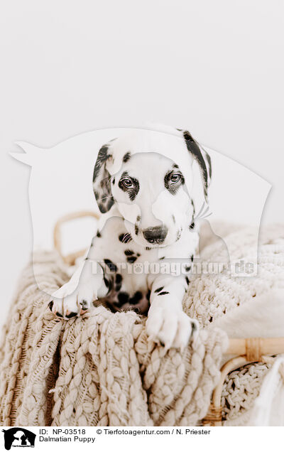 Dalmatian Puppy / NP-03518