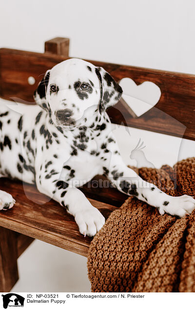 Dalmatian Puppy / NP-03521