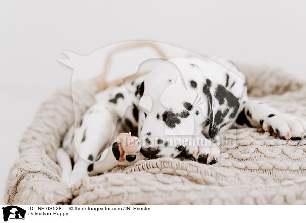 Dalmatian Puppy / NP-03528