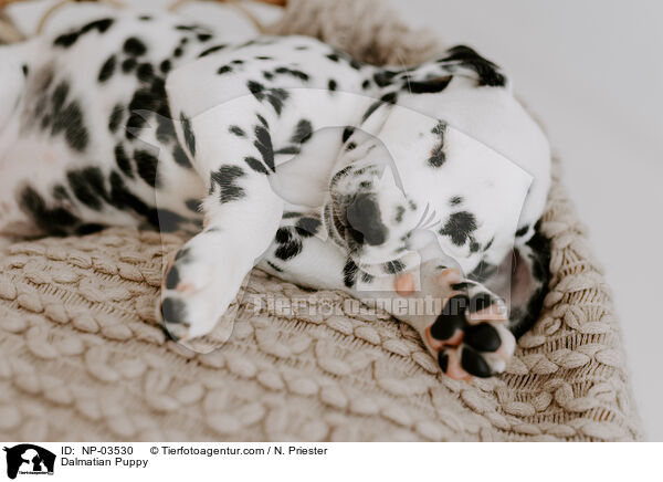 Dalmatian Puppy / NP-03530