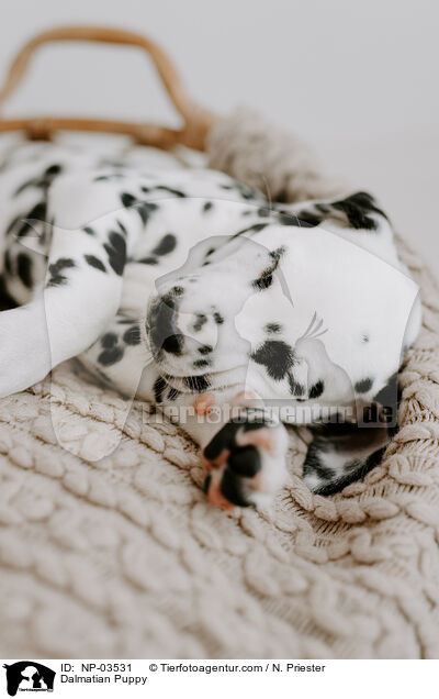 Dalmatian Puppy / NP-03531