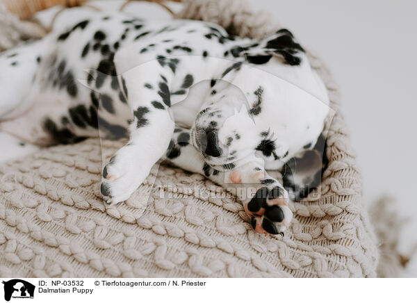 Dalmatian Puppy / NP-03532