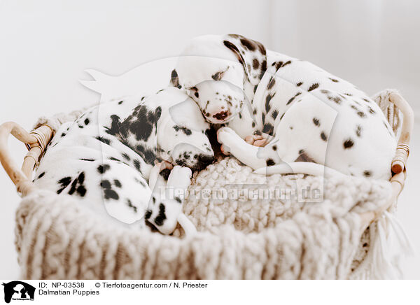 Dalmatian Puppies / NP-03538