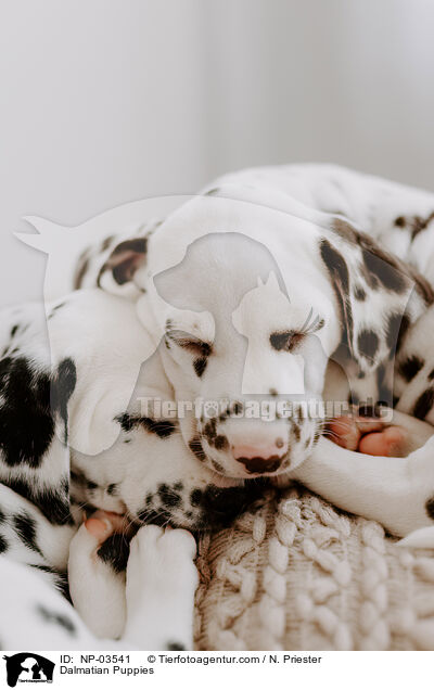 Dalmatian Puppies / NP-03541