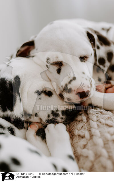 Dalmatian Puppies / NP-03543