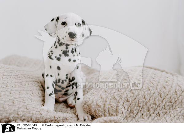 Dalmatian Puppy / NP-03549
