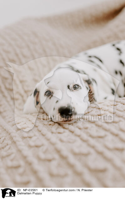 Dalmatian Puppy / NP-03561