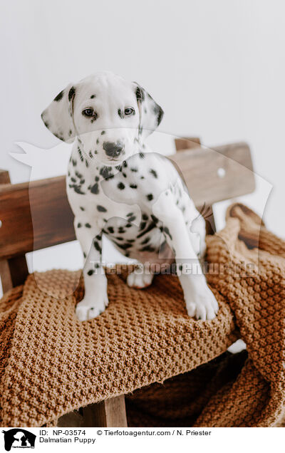 Dalmatian Puppy / NP-03574