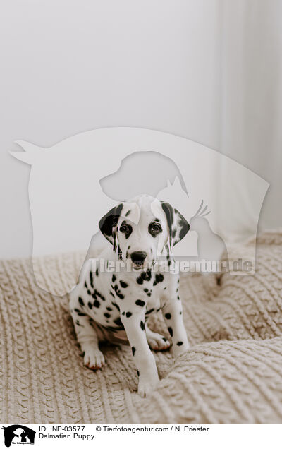 Dalmatian Puppy / NP-03577