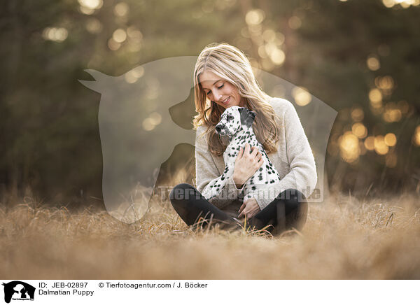 Dalmatiner Welpe / Dalmatian Puppy / JEB-02897