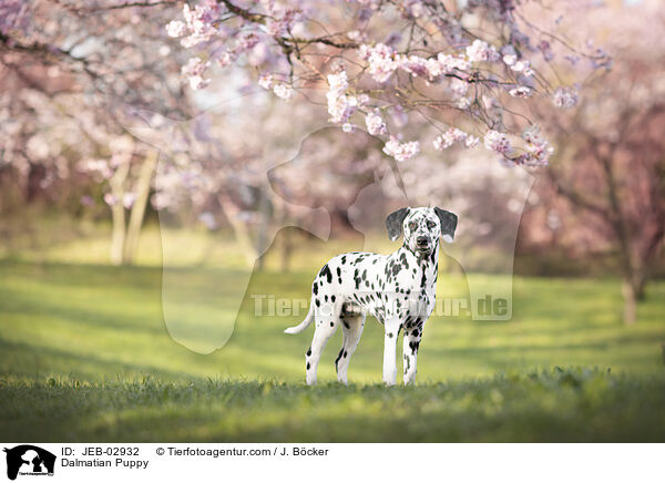 Dalmatiner Welpe / Dalmatian Puppy / JEB-02932