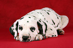 lying Dalmatian Puppy