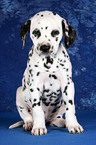 Dalmatian Puppy