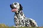 lying Dalmatian