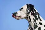 Dalmatian Portrait