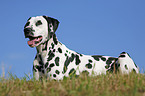 lying Dalmatian