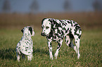 Dalmatian Puppy