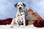 Dalmatian puppy Christmasy