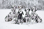 Dalmatian in the snow