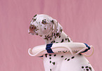 Dalmatian