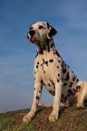 Dalmatian