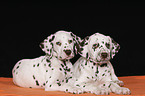 Dalmatian Puppies