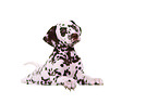 Dalmatian Puppy