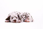 Dalmatian Puppy