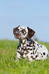 lying Dalmatian