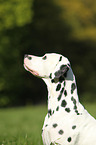 Dalmatian Portrait