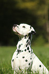 Dalmatian Portrait