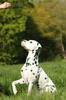 sitting Dalmatian