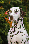 Dalmatian Portrait