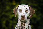 Dalmatian Portrait