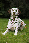 lying Dalmatian