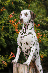 Dalmatian