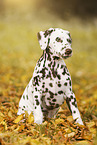 Dalmatian Puppy