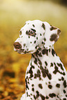 Dalmatian Puppy