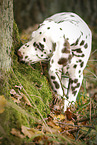 Dalmatian Puppy