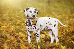 Dalmatian Puppy