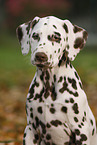 Dalmatian Puppy