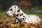 Dalmatian Puppy