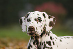 Dalmatian Puppy