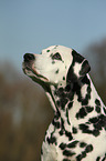 Dalmatian Portrait