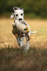 running Dalmatian Puppy